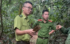 Kiểm lâm thu nhiều bẫy chim di cư giữa rừng đặc dụng