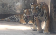Thôi nôi 2 hổ Bengal Bình và Dương ở Thảo cầm viên Sài Gòn