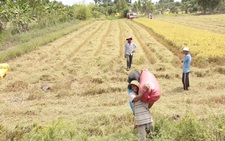 Người miền Tây ồ ạt đi Bình Dương: Làm sao để không còn ngậm ngùi ly hương?