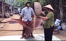 Chàng trai tái hiện màn rê lúa thập niên 80