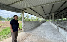 Dự án 'nuôi bò dưới tán rừng': Không thấy bò, chỉ thấy... mất rừng