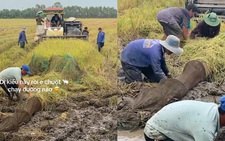 Nông dân miền Tây giăng bẫy bắt chuột đồng mùa gặt lúa