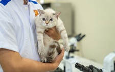 Ngành Thú y tại MIT Uni. chú trọng phát triển kỹ năng thực hành