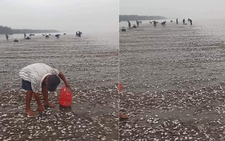 Ngao dạt trắng bãi biển sau bão, dân đổ xô đi nhặt 'lộc trời'