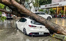 Yêu cầu doanh nghiệp bảo hiểm tạm ứng bồi thường thiệt hại cho người dân ảnh hưởng bão Yagi