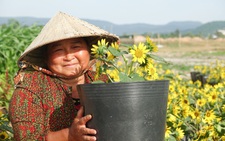Dân trồng hoa Tết ở Phú Quốc phấn khởi khi được khách đặt mua sớm