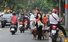 Dogs and the community: Vietnam should uphold responsible ownership through training, vaccines, and neutering