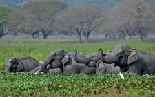 Jumbo drop in estimates of India elephant population