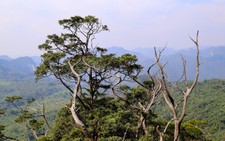 Vietnam’s Quang Tri to open 2,000ha ancient forest, ethnic village to eco-tourism