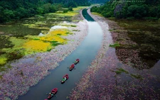 Water lilies paint Tam Coc in vibrant hues, stun visitors to Vietnam’s Ninh Binh