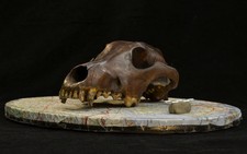 Doggie diversity in size and shape began at least 11,000 years ago