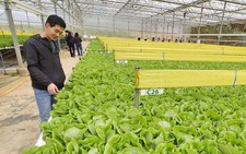 Ho Chi Minh City’s green space lags behind many Southeast Asian cities: experts