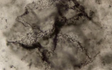 New method spots signs of Earth's primordial life in ancient rocks