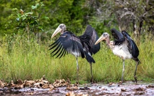 Cambodia releases rare captive-bred storks in conservation breakthrough