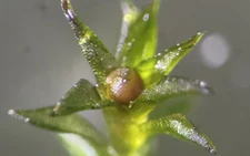 Researchers find moss spores can survive in space