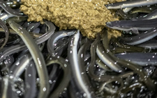 Japan's eel delicacy faces global conservation pressure
