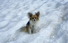 Scientists say most dogs have some wolf DNA - even chihuahuas
