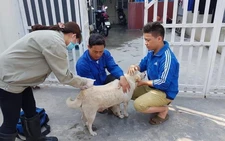 Vietnam targets rabies at its source with mandatory dog, cat registration
