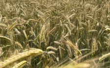 These farmers are producing record crops despite droughts and floods