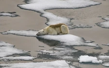Arctic has hottest year ever recorded, as climate impacts cascade