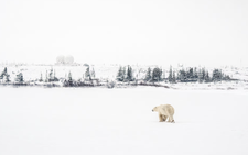 Researchers witness rare polar bear adoption
