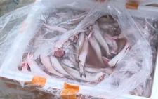 Vietnam seizes over 10 tonnes of Chinese fish found contaminated with formaldehyde