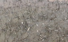 Diesel spill in Dung Quat kills fish, contaminates waterways and rice fields