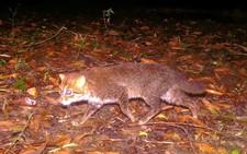 Elusive wild cat feared extinct rediscovered in Thailand