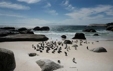 Study says African penguins starved en masse off South Africa