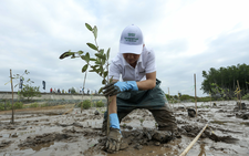 Vietnam plants over 1.4bn trees in 5 years
