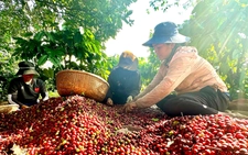 Cà phê Việt trước quy định phòng chống phá rừng của EU