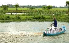 Giá cá tra giống tăng 'nóng'