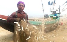 Ngư dân trúng đậm mùa cá trích theo bầy đẻ trứng