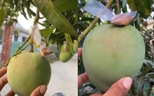Gia chủ trồng xoài có tâm nhất Việt Nam