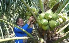 Đến lượt dừa xiêm tăng giá, nhà vườn miền Tây hưởng lợi