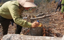 Lâm Đồng thu hồi hàng loạt dự án thuê rừng nhưng không đầu tư
