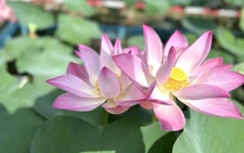 Về Cao Lãnh ngắm sen hồng nở rộ giữa lòng thành phố