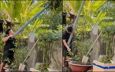 Màn hái xoài IQ vô cực