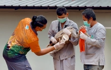 Sếu đầu đỏ Thái thích nghi tốt ở Việt Nam
