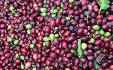 Giá cà phê tăng lại sau khi Mỹ hoãn áp thuế đối ứng, kỳ vọng đạt lại mức đỉnh