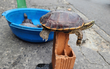 In Vietnam, illegal wildlife pet trade thrives online, on streets despite legal risks