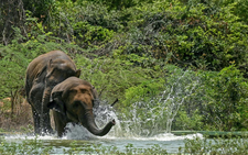 India's elephant warning system tackles deadly conflict