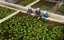 Cận cảnh vườn chuối triệu đô của 'vua chuối' Út Huy ở Tây Ninh sắp bị thi hành án
