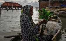 Indonesian woman turns to mangroves to fend off rising tides