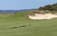 Con rắn dài gần 3m xuất hiện tại sân golf ở Úc gây kinh hoàng