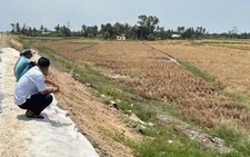 Lúa chết cạnh cao tốc Cần Thơ - Cà Mau, Phó thủ tướng yêu cầu bồi thường cho dân