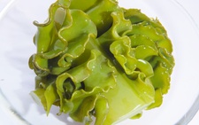 Hoạt chất Fucoidan từ tảo nâu Mekabu Nhật Bản hỗ trợ sức khỏe người bệnh ung thư
