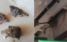 Điều hòa - 'ký túc xá 5 sao' cho thế giới động vật