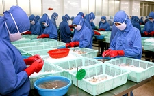 Vietnam's shrimp exports surge as firms rush to fulfill US orders before tariff deadline