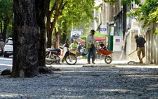 UBND TP.HCM yêu cầu xử lý đơn vị làm vỉa hè hại rễ 17 cây lim xẹt tại quận 1